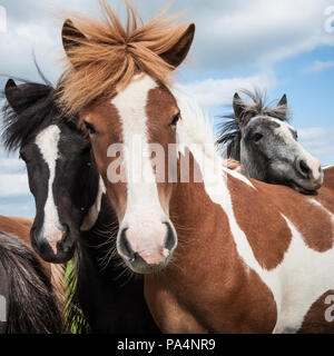 Détail d'un noir, rouge et gris des chevaux Islandais au cours d'une journée d'été nuageux en Islande Banque D'Images