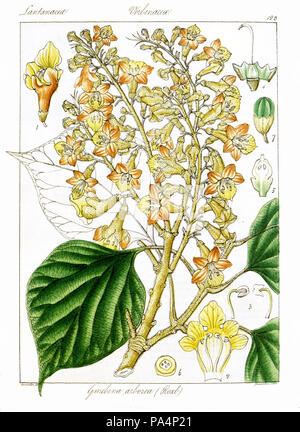 Gmelina arborea 715 Govindoo Banque D'Images