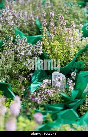Beaucoup de pots du thym-cadeau enveloppé dans du papier de soie vert Banque D'Images