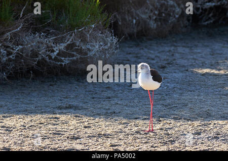 Black-winged Stilt (Himantopus himantopus) reposant sur les terres humides Estany Pudent à Ses Salines (Parc Naturel des Îles Baléares, Formentera, Espagne) Banque D'Images