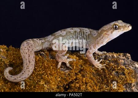 Le gecko du Pacifique (Dactylocnemis pacificus) est un gecko endémique de l'île Nord de la Nouvelle-Zélande. Ils sont un animal nocturne, terrestre et arboricole spe Banque D'Images