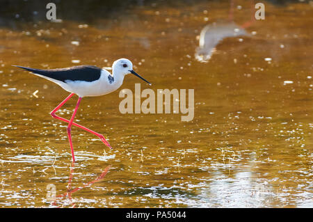 Black-winged Stilt (Himantopus himantopus) Harcèlement criminel à la chasse dans les zones humides Estany Pudent Parc Naturel de Ses Salines (Formentera, Îles Baléares, Espagne) Banque D'Images