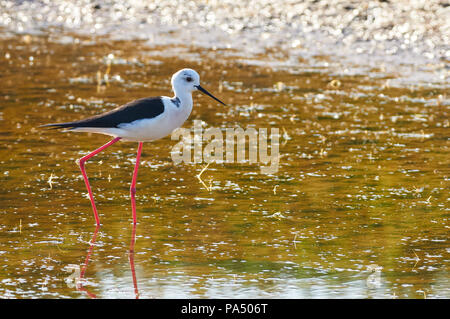 Black-winged Stilt (Himantopus himantopus) à patauger dans les zones humides Estany Pudent Parc Naturel de Ses Salines (Formentera, Iles Baléares, Espagne) Banque D'Images