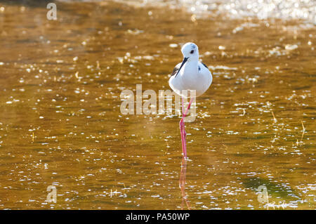 Black-winged Stilt (Himantopus himantopus) Harcèlement criminel à la chasse dans les zones humides Estany Pudent Parc Naturel de Ses Salines (Formentera, Îles Baléares, Espagne) Banque D'Images