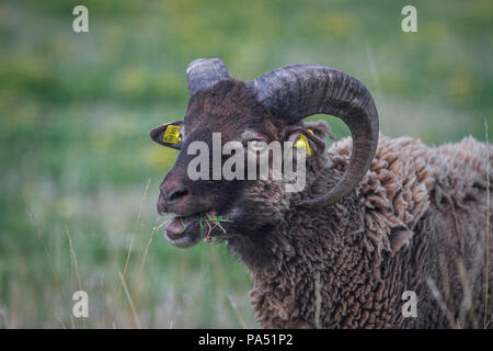 Ram moutons Soay en captivité (Ovis aries) Banque D'Images