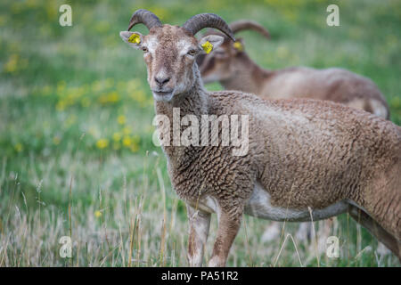 Moutons Soay en captivité (Ovis aries) Banque D'Images