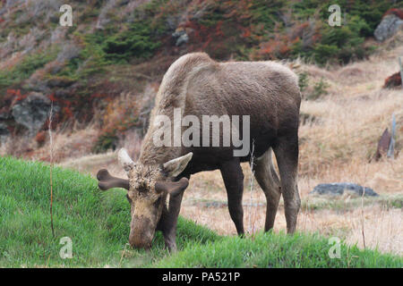 La faune, Moose calf. Alces alces. Carnet de Voyages, Terre-Neuve, Canada, 'La Roche'. Et paysages pittoresques, province canadienne, Banque D'Images