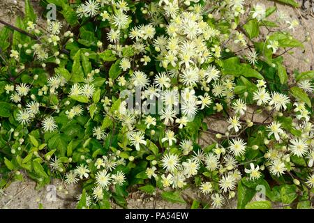 Travellers Joy ou Vieux Mans fleurs Clematis Vitalba barbe Banque D'Images