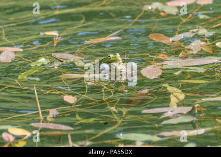 Faire l'amour deux grenouilles dans un étang. Les grenouilles dans un étang d'eau douce claire magnifique en Suisse Banque D'Images