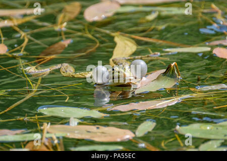 Les sacs aériens d'un homme grenouille. Les grenouilles dans un étang d'eau douce claire magnifique en Suisse Banque D'Images