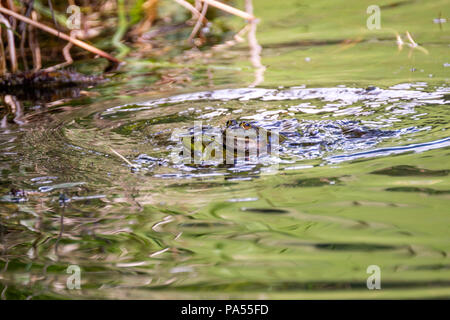 Deux l'amour heureux des grenouilles dans un étang. Les grenouilles dans un étang d'eau douce claire magnifique en Suisse Banque D'Images