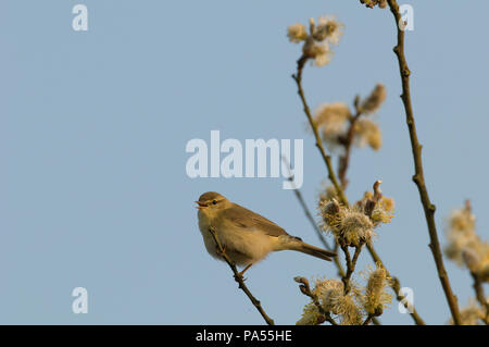 La Paruline Cetti Cetti's bush - chant - - (Cettia Cetti cetti) Bourscarle de Banque D'Images