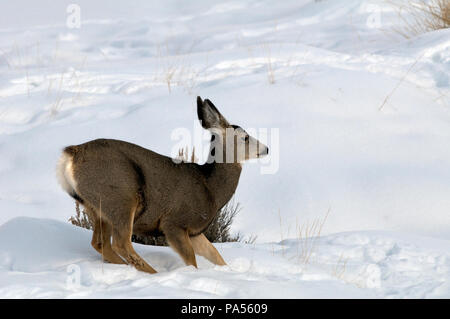 Cerf mulet - Mule Deer - Odocoileus hemionus Banque D'Images