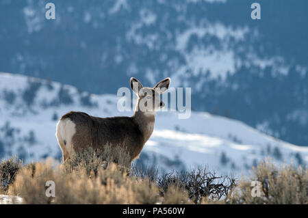 Le Cerf mulet (Odocoileus hemionus) - Veau - Amérique du Nord Cerf mulet, Cerf à queue noire Banque D'Images