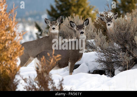 Le Cerf mulet (Odocoileus hemionus) - Cerf mulet, Cerf à queue noire Banque D'Images