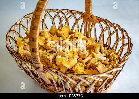 Les champignons chanterelle recueillies dans les bois dans un panier en osier Banque D'Images