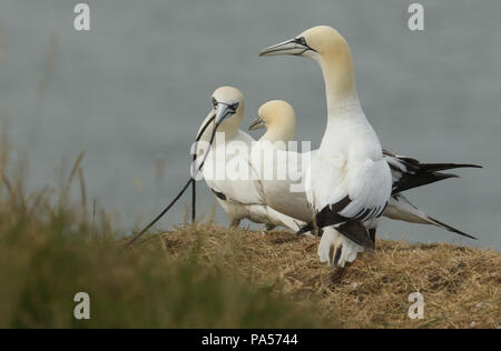 Trois magnifiques de Bassan (Morus bassanus) debout sur le bord d'une falaise, l'un des fous de Bassan a un long morceau de matériel de nidification dans son bec. C'est Banque D'Images