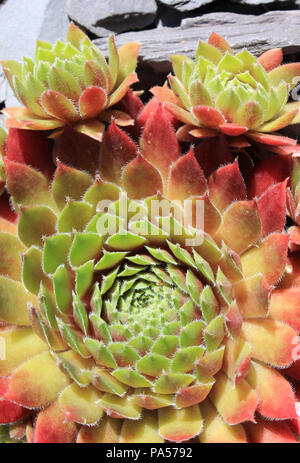 Succulent avec spirale Banque D'Images