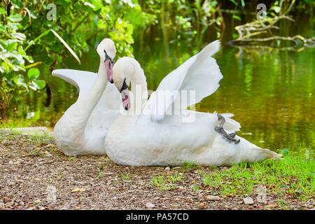 Cygnes amoureux Banque D'Images