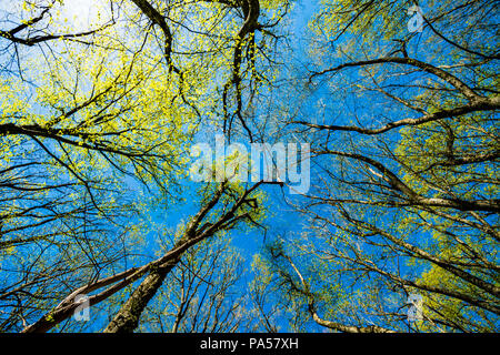 Vue de dessous de grands vieux arbres en forêt. Ciel bleu en arrière-plan Banque D'Images