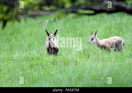 Chamois - Cabri - kid - Rupicapra rupicapra Banque D'Images