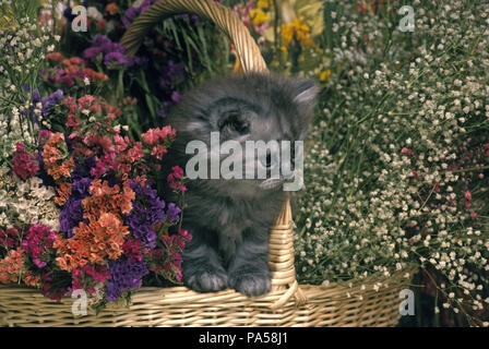 Le persan silver tabby. Chaton dans un panier de fleurs - chaton persan Banque D'Images