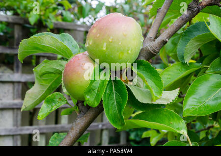 'James Grieve' (Malus domestica) Pommes poussant dans un jardin intérieur britannique Banque D'Images