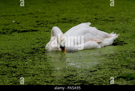 Une grande piscine à travers une rivière swan couverts dans les algues en mangeant Banque D'Images