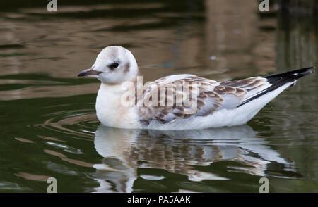 Un gros plan d'une jeune mouette noire faisant des ondulations dans l'eau Banque D'Images