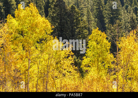 Belles couleurs d'automne ! Feuilles de tremble changeant de couleur dans les Rocheuses sur fond de pins verts. Banque D'Images