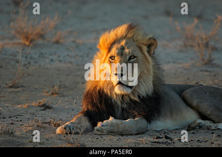 Grand mâle African lion (Panthera leo) in early morning light, désert du Kalahari, Afrique du Sud Banque D'Images