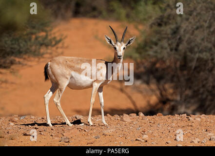 Femme Buenos Dias (Gazella marica), Péninsule Arabique Banque D'Images