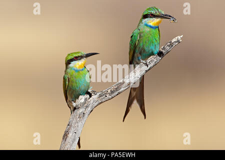 Swallow-tailed bee-eaters (Merops hirundineus) perché sur une branche, Afrique du Sud Banque D'Images