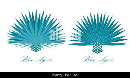 Agave bleu ou ou tequila agave. Vector illustration set Illustration de Vecteur