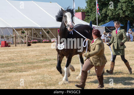 Tendring Essex UK - 14 juillet 2018 : Jeune femme présentant de grands Shire Horse animée au salon de l'agriculture Banque D'Images