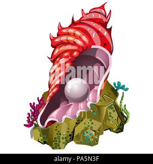 Un souvenir sous la forme de belle couleur rouge coquillage avec perle naturel isolé sur fond blanc. Vector illustration. Illustration de Vecteur
