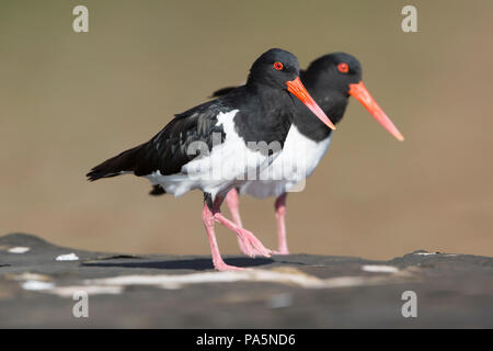 L'Huîtrier pie (Haematopus longirostris) - Le Kimberley Banque D'Images