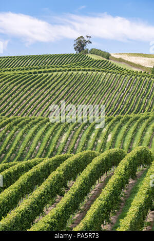 Vignes, région de Marlborough, île du Sud, Nouvelle-Zélande Banque D'Images