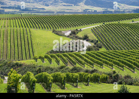 Vignes, région de Marlborough, île du Sud, Nouvelle-Zélande Banque D'Images