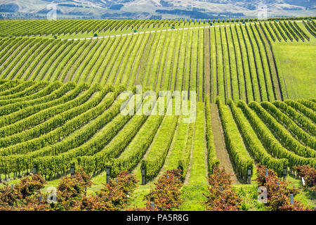 Vignes, région de Marlborough, île du Sud, Nouvelle-Zélande Banque D'Images