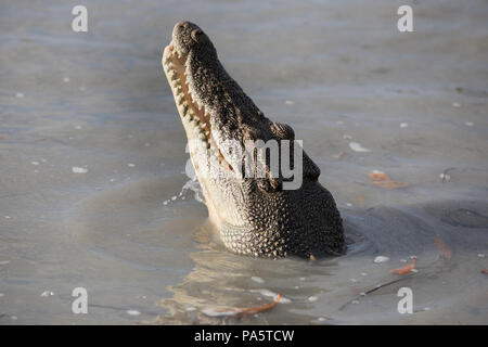 Saltwater Crocodile, l'ouest de l'Australie Banque D'Images