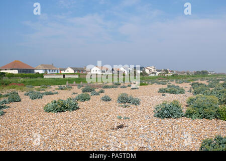 Masses de végétation (surtout sur la mer Kale) Stony Beach à East Preston, Royaume-Uni Banque D'Images