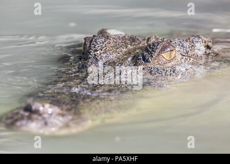 Close up, Saltwater Crocodile, l'ouest de l'Australie Banque D'Images