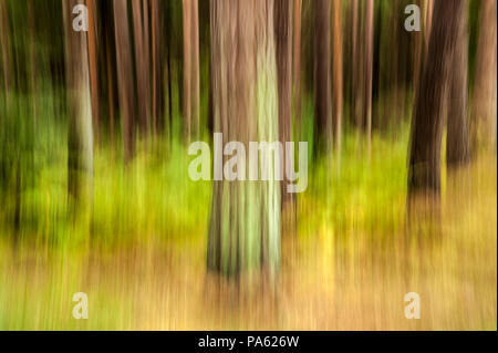 09-10-14 Bois Binning, East Lothian, Scotland, UK. Flou, résumé des arbres. Photos prises avec une vitesse d'obturation lente et le mouvement. Photo : © Simon Grosset Banque D'Images