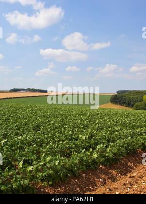 Une récolte de pommes de terre English Channel sur sol calcaire près de Tibthorpe avec la forêt dans un paysage agricole sous un ciel bleu en été avec des serviettes blanches Banque D'Images