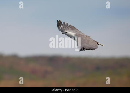 La mer à ventre blanc-eagle (Haliaeetus leucogaster) en vol - Le Kimberley Banque D'Images