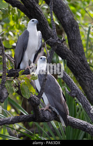 La mer à ventre blanc-eagle (Haliaeetus leucogaster) dans le Kimberley Banque D'Images