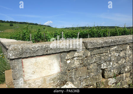 Romanée Conti vignoble, Vosne Romanée, Cote d'Or, Bourgogne, France Banque D'Images