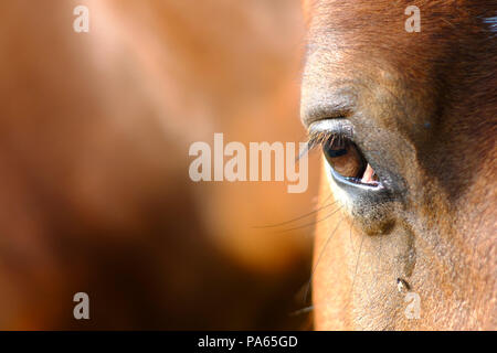 Fly de boire les larmes d'un cheval Banque D'Images