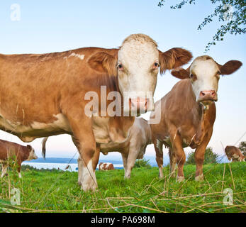 Une photographie de deux vaches brunes en Allemagne Banque D'Images